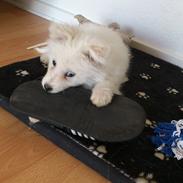 Dansk Spids Sir Elton John