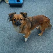 Chihuahua Miss Princess Chanel