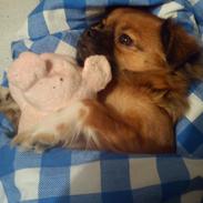 Chihuahua Miss Princess Chanel