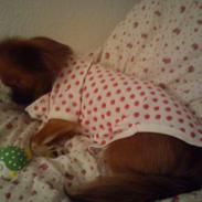 Chihuahua Miss Princess Chanel