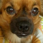 Chihuahua Miss Princess Chanel