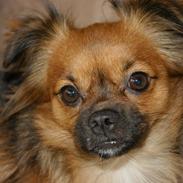 Chihuahua Miss Princess Chanel