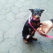 Dvaergpinscher Perle.