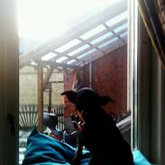 Dvaergpinscher Perle.