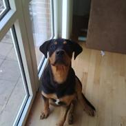 Rottweiler Balou R.I.P