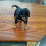 Rottweiler Balou R.I.P