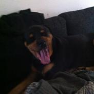 Rottweiler Balou R.I.P