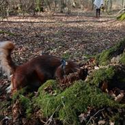 Dværggravhund Balle