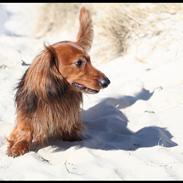 Dværggravhund Balle