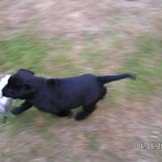 Labrador retriever Gilhøjs Bally Ballue (Chivas)