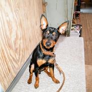 Dvaergpinscher Kvik