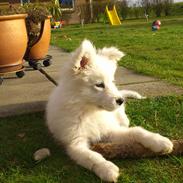 Dansk Spids Sir Elton John