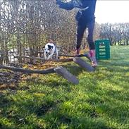 Dansk svensk gaardhund Serone