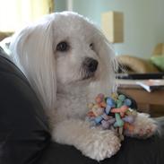 Coton de tulear Louis <3