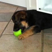 Schæferhund Smed's Jaycee