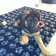 Schæferhund Smed's Jaycee