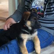 Schæferhund Smed's Jaycee