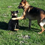 Schæferhund Smed's Jaycee