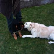 Schæferhund Smed's Jaycee