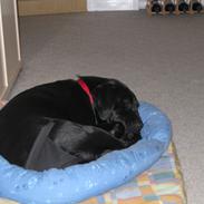 Blanding af racer Bella