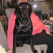 Blanding af racer Bella