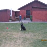 Blanding af racer Bella