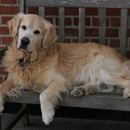 Golden retriever Landie