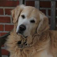 Golden retriever Landie