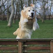 Golden retriever Landie