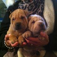 Shar pei Bonzoo Nihoo-sin