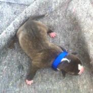 Staffordshire bull terrier Spigo
