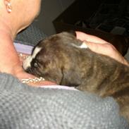 Staffordshire bull terrier Spigo