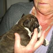 Staffordshire bull terrier Spigo