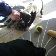 Staffordshire bull terrier Spigo