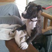 Staffordshire bull terrier Spigo