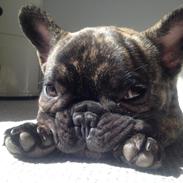 Fransk bulldog naya