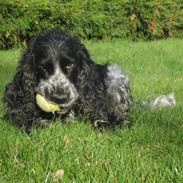 Cocker spaniel los cockers chili #familie hund#