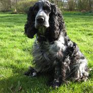 Cocker spaniel los cockers chili #familie hund#
