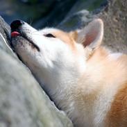 Akita inu Akio