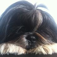 Shih tzu Ludwig