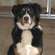 Berner sennenhund Soffy