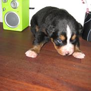 Berner sennenhund Soffy