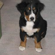 Berner sennenhund Soffy