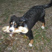 Berner sennenhund Soffy