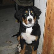 Berner sennenhund Soffy