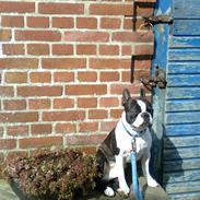 Boston terrier Bertram
