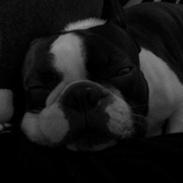 Boston terrier Bertram