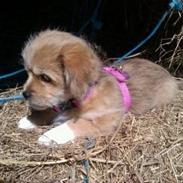 Blanding af racer Frida<3