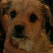 Blanding af racer Frida<3