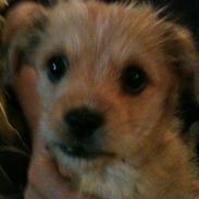 Blanding af racer Frida<3